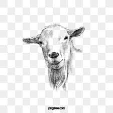 Pakai bebas untuk presentasi, bisnis, komersial. Domba Kambing Tanduk Domba Anak Domba Kepala Domba Hitam Hitam Dan Putih Tangan Dicat Clipart Tangan Clipart Biri Biri Clipart Kambing Melukis Clip Kambing Seni
