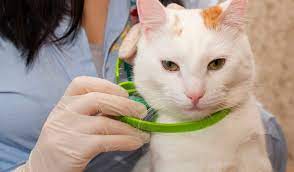 Check spelling or type a new query. The Best Flea Collars For Cats Insect Cop