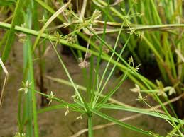 Image result for Cyperus tenuispica