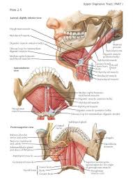 Floor Of Mouth The Term Floor Of The Mouth Is Used Differently By Different Authors But In All Cases It Is Ap In 2020 Muscle Anatomy Facial Nerve Medical Illustration