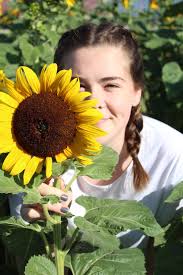 Has anyone visited sunflower fields this year?