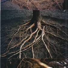 Upper Panel Excavating Root Systems In A Group Of Trees Using The Download Scientific Diagram