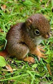 Author, boredpanda staff inga is a list curator at bored panda. Baby Red Squirrel So Cute Cute Animals Animals Beautiful Animals Wild