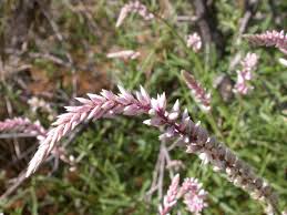 Image result for Hermbstaedtia