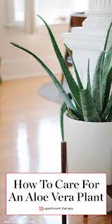 Everything You Need To Know About Caring For Aloe Vera Aloe Vera Plant Aloe Vera Container Gardening