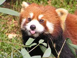 I Ve Always Thought Of Red Pandas As Being Just Shiny Pandas Red Panda Cute Red Panda Cute Cats And Dogs