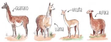 This restriction was very strict in the inca empire, therefore specialists improved upon a method of capturing animals, which had been list of species. Los Cuatro Camelidos Guanaco Llama Vicuna Y Alpaca Download Scientific Diagram