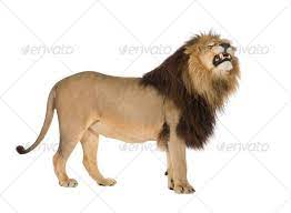 Lion 4 And A Half Years Panthera Leo Panthera Leo Panthera Lion
