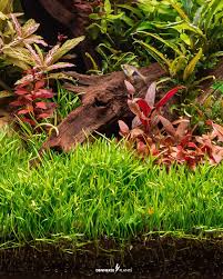 Image result for Teramnus repens