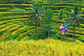 Wisata Sawah Di Ubud Yang Ngehits Gerai News