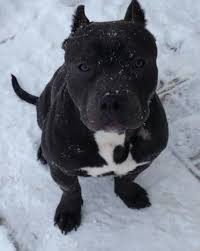 Pin On Pitbull Love