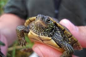 The mississippi map turtle (graptemys pseudogeographica kohni) is a subspecies of land and water turtle belonging to the family emydidae. Do Mississippi Map Turtles Bite The Turtle Hub