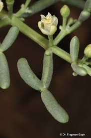 Image result for Zygophyllum cuneifolium