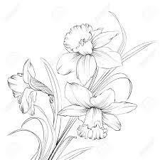 Narzissenblume Oder Narzissen Isoliert Auf Weiss Abbildung Blumen Zeichnung Blumen Zeichnen Blumen Skizzen