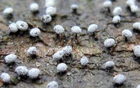 Image result for Melanospermum