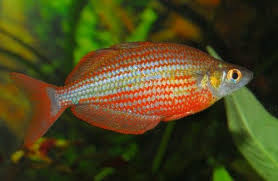 Pin On Fish Portraits