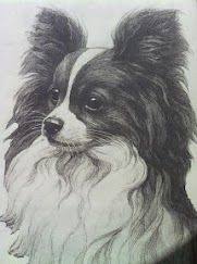 Black And White Papillon Dog Papillon Dog Print Art Papillon Dog Dog Art