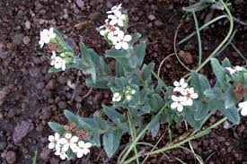 Image result for Chironia laxiflora