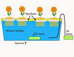 Hidroponik Sistem Water Culture Hydroponics System Hydroponics Aeroponic System