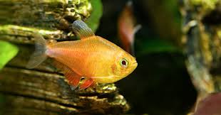 Tetra is the common name of many small freshwater characiform fishes. Tetras Active Fish For A Peaceful Community Aquarium