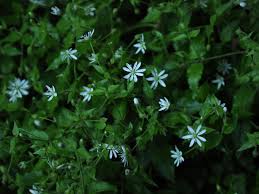 Image result for Stellaria sennii
