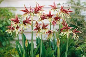 See more ideas about amaryllis, amaryllis flowers, beautiful flowers. Amaryllis Nach Der Blute Amaryllis Ratgeber Garten Schluter