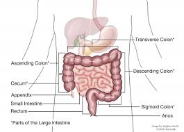 Most liver metastases start as cancer in the colon or rectum.up to 70 percent of people with colorectal cancer eventually develop liver metastases. All About Rectal Cancer Oncolink