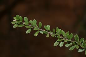 Image result for Boscia filipes