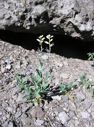 Image result for Oxyanthus strigosus