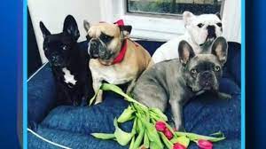Lady gaga's two french bulldogs were recovered unharmed on friday in los angeles, the police said, two days after thieves stole the dogs and shot a man who was walking them. Lady Gaga S Dogs Recovered Safely After Dogwalker Shot Cbs News