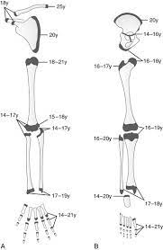 Embryology Anatomy And Normal Findings Radiology Key