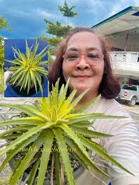 Are these both green-and-gold (chrysogonum virginianum) plants?