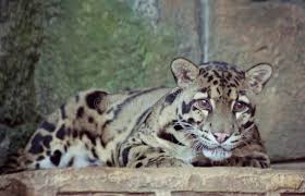 Show declension of clouded leopard. Neofelis Nebulosa Clouded Leopard Stock Image Image Of Prague Hunter 124225979