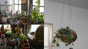How to hang plants from a ceiling without drilling. Hanging Plant Hacks That Don T Require A Drill Won T Leave Holes Rachael Ray Show