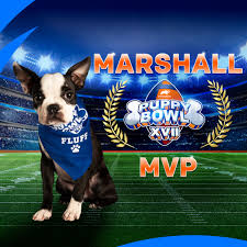 City, lights, girl, moon, forest, bicycle, twilight, road, landscape. Virginia Dog Wins Mvp Most Pupular In 2021 Puppy Bowl 13newsnow Com