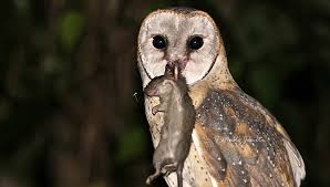 Burung hantu serak jawa atau barn owl memiliki ukuran yang sedang, sayap yang celepuk merah dapat kamu temukan di berbagai daerah di indonesia, seperti di kalimantan, sumatera, dan jawa. Selamat Pagi Burung Hantu Di Banjar Pagi Selalulah Jadi Sahabat Petani Tatkala Co