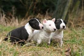 Kim is very kind, he patiently answered all of our questions. Miniature Bull Terrier Information And Pictures Petguide