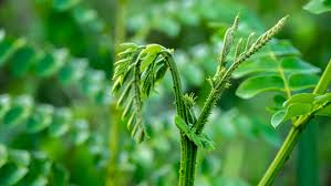 Image result for Guilandina bonduc