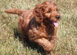 Mini Irish Goldendoodle Puppy Irish Doodle Goldendoodle Puppy Hybrid Dogs