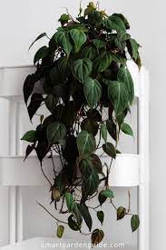 How To Care For Heartleaf Philodendron Philodendron Scandens Smart Garden Guide Hanging Plants Philodendron Plant House Plants