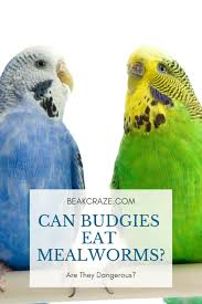 If given the choice, these little guys would eat nothing but sunflower seeds, which would exclude important vitamins from their diets and would significantly shorten their lifespan. Can Budgies Eat Mealworms Here Is The Answer Beak Craze