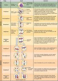 Mitosis Meiosis Comparison Worksheet Mitosis And Meiosis Mcat Cheat Sheet Study Guide Free Worksheets In 2021 Meiosis Biology Lessons Biology Notes