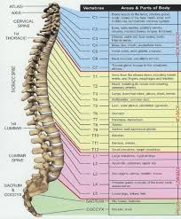 Changing Elements Revision Of The Meridians Of The Dorsal