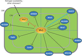 We did not find results for: The Integrity Of The Cell Wall And Its Remodeling During Heterocyst Differentiation Are Regulated By Phylogenetically Conserved Small Rna Yfr1 In Nostoc Sp Strain Pcc 7120 Mbio