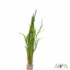 Image result for Potamogeton richardii