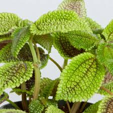 Image result for Faroa involucrata