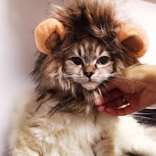 Cat Funny Clothes In 2020 Cat Lion Costume Lion Mane For Cat Lion Costume