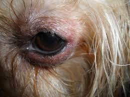What causes swelling in dogs? Swollen Eye Dog Allergy
