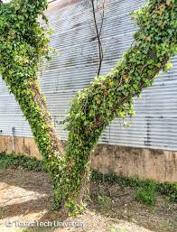 Check spelling or type a new query. English Ivy Plant Resources Home Ttu