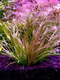 Image result for Blyxa aubertii